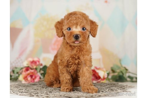 成約済の千葉県のトイプードル-257801の3枚目